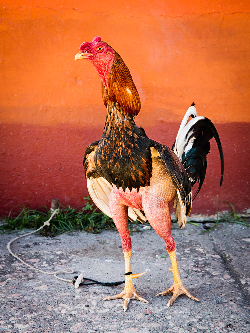 cuba-rooster