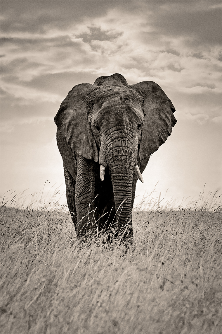 kenya-elephant1
